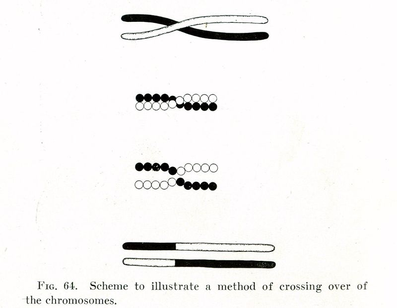 Illustration du principe d'enjambement.